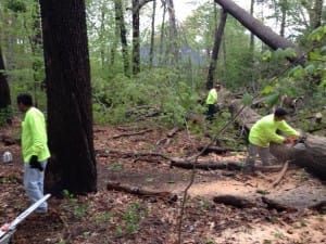 brooklyn tree removal reasons