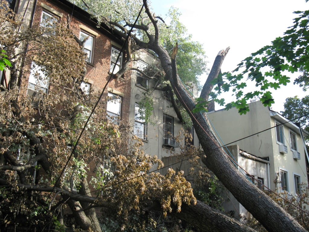 Brooklyn Tree Removal