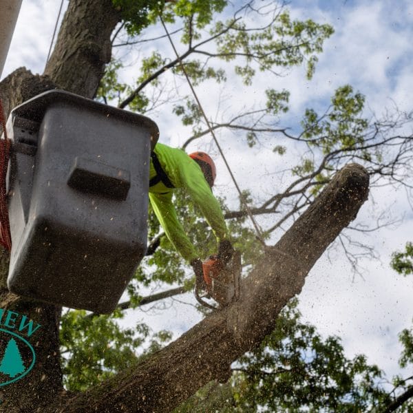 Brooklyn tree trimming services